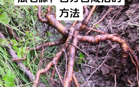 八月炸在河南能种植吗？耐寒性与高产栽培全指南