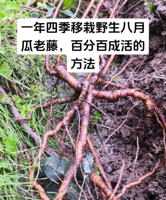 八月炸在河南能种植吗？耐寒性与高产栽培全指南