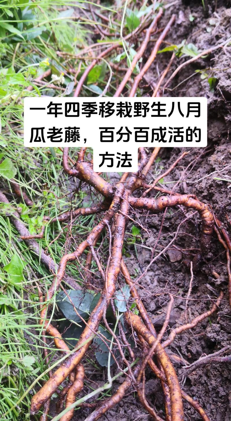 八月炸在河南能种植吗?耐寒性与高产栽培全指南 一、八月炸在河南能种吗?先看耐寒“硬指标”