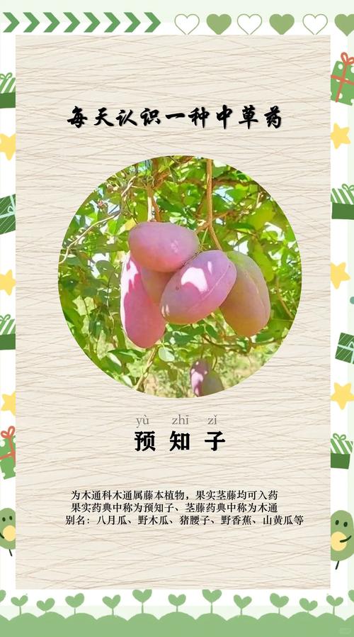 八月炸在河南能种植吗?耐寒性与高产栽培全指南 二、河南气候适配分析:南北差异要分清