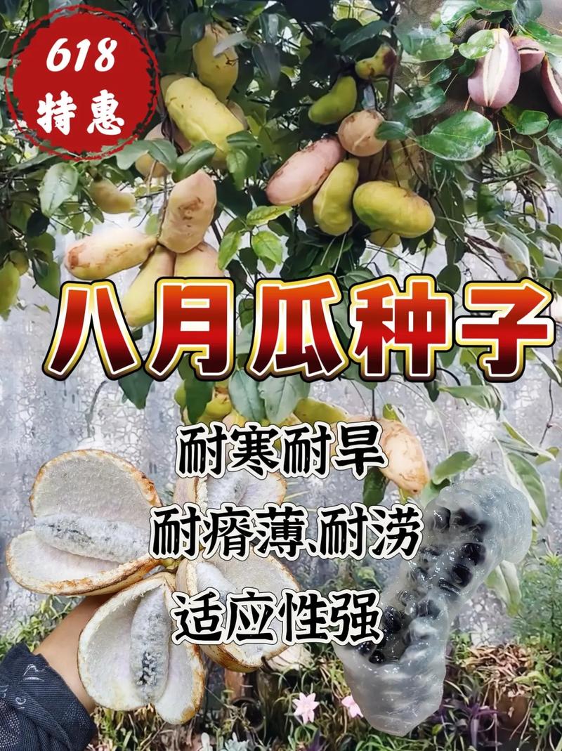 八月炸在河南能种植吗?耐寒性与高产栽培全指南 五、栽植深度与定植操作