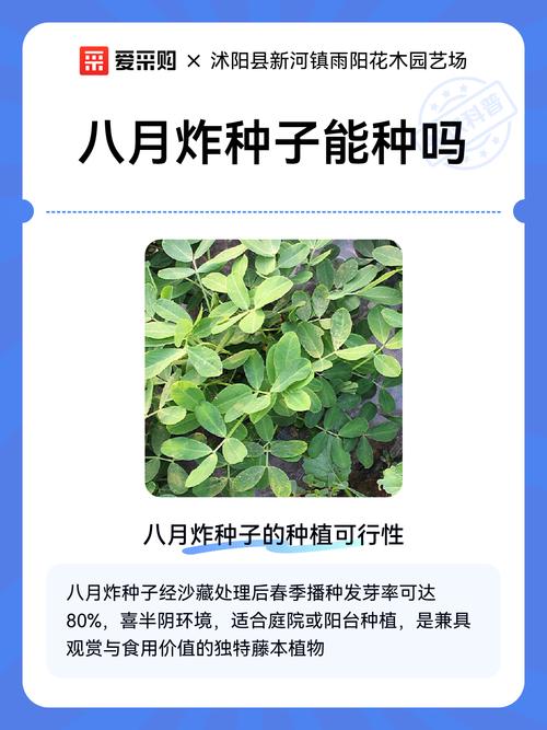 八月炸在河南能种植吗?耐寒性与高产栽培全指南 三、土壤环境:pH与排水是关键