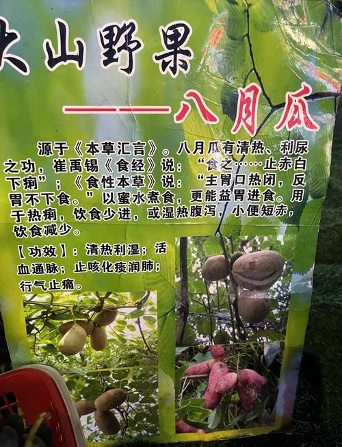 八月炸在河南能种植吗?耐寒性与高产栽培全指南 八、常见问题排查