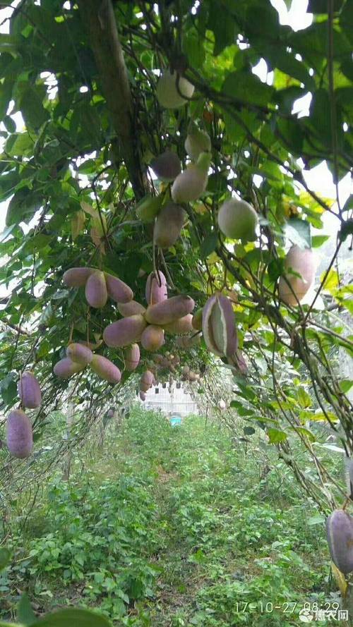 八月炸在河南能种植吗?耐寒性与高产栽培全指南 六、浇定根水与缓苗管理