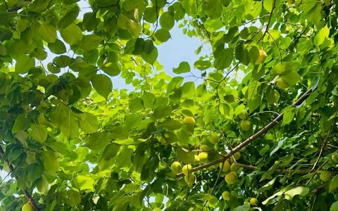 杏树什么时候剪枝最好？掌握冬夏两季修剪黄金时间，实现丰产稳产