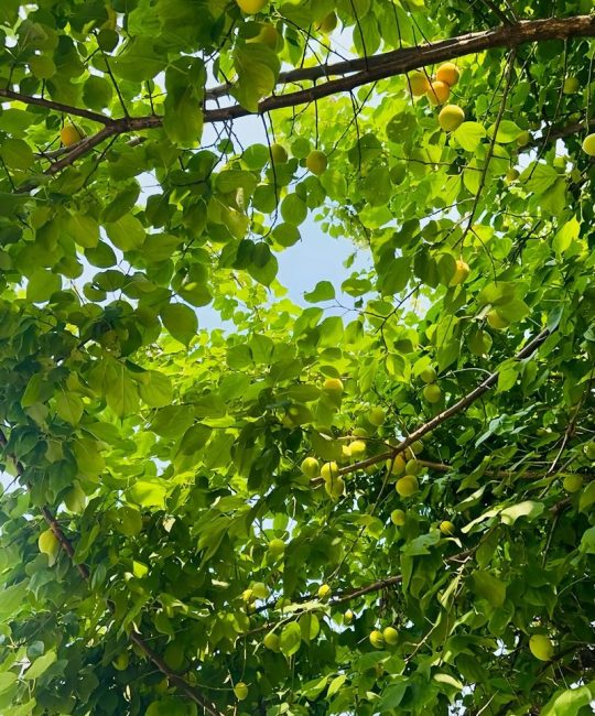 杏树什么时候剪枝最好？掌握冬夏两季修剪黄金时间，实现丰产稳产