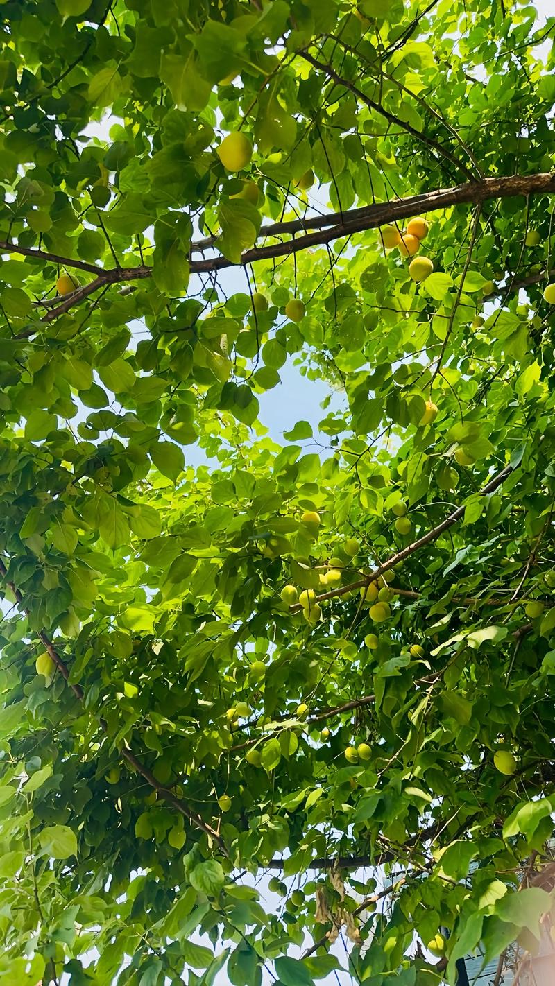 杏树什么时候剪枝最好?掌握冬夏两季修剪黄金时间,实现丰产稳产 杏树什么时候剪枝最好?掌握冬夏两季修剪黄金时间,实现丰产稳产