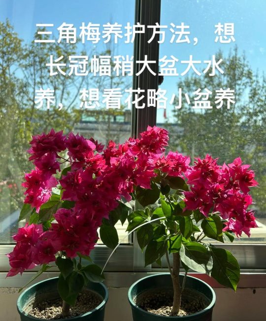 开花的三角梅要施肥吗？家庭养护指南