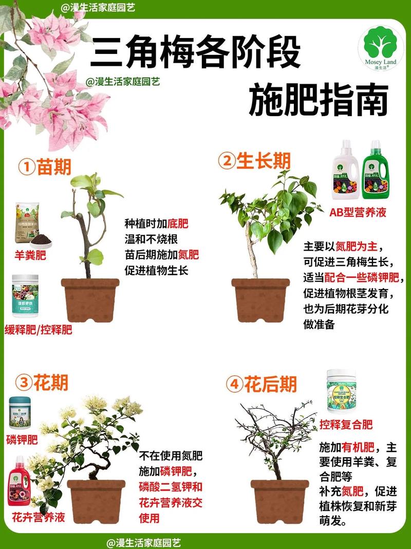 开花的三角梅要施肥吗?家庭养护指南 修剪:花后及时轻剪,修剪后少量补肥