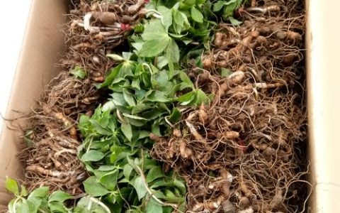 重楼种植怎么育苗？从选种到移栽的完整技术指南