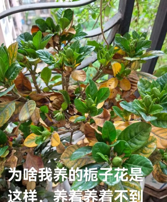 栀子花浇水多了黄叶怎么办？原因排查与养护调整指南