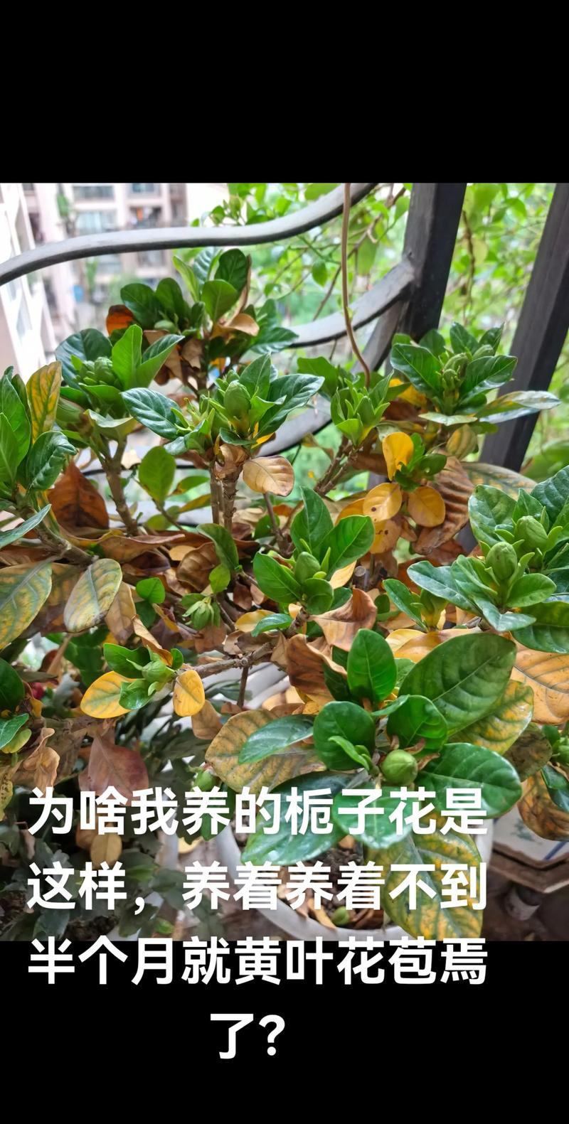 栀子花浇水多了黄叶怎么办?原因排查与养护调整指南 栀子花浇水多了黄叶怎么办?原因排查与养护调整指南