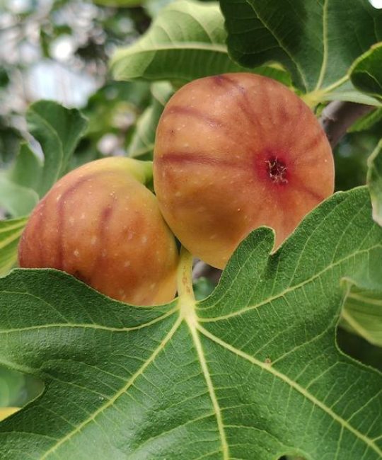 无花果什么品种好吃？2026年家庭种植首选这3个品种
