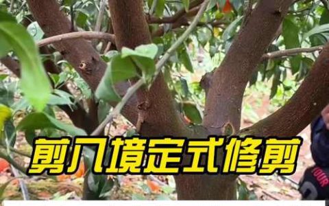 柑橘树太高了怎么修剪？三步落头法，让果树重回丰产高度