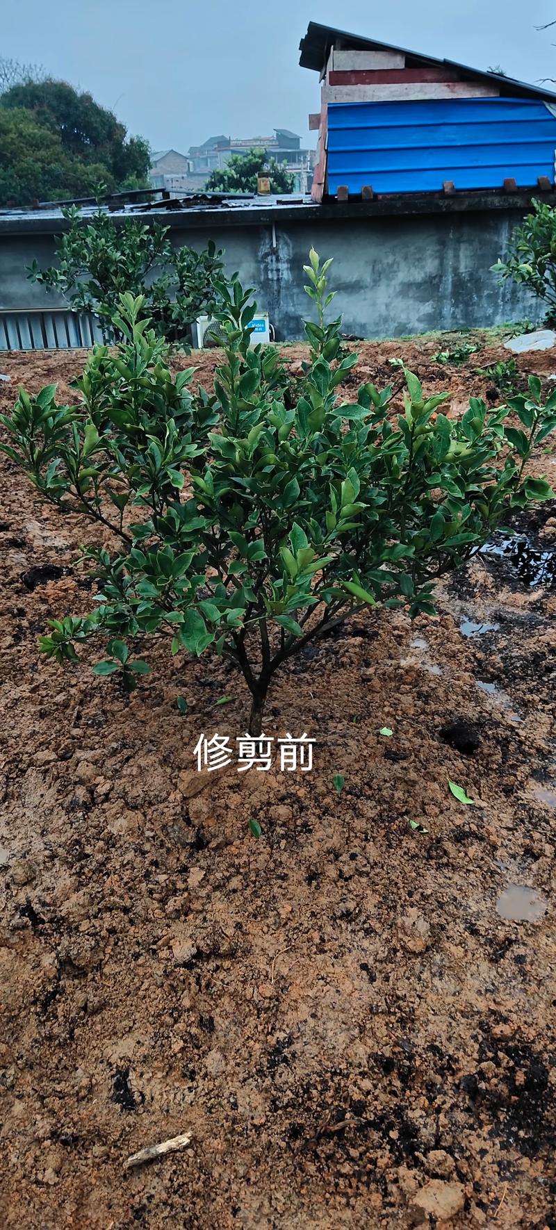 修剪步骤：三步落头，重塑树形