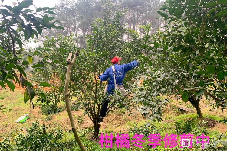修剪后的养护管理