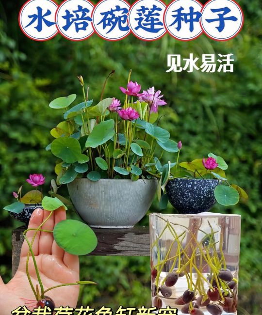 碗莲的种植方法水培全指南