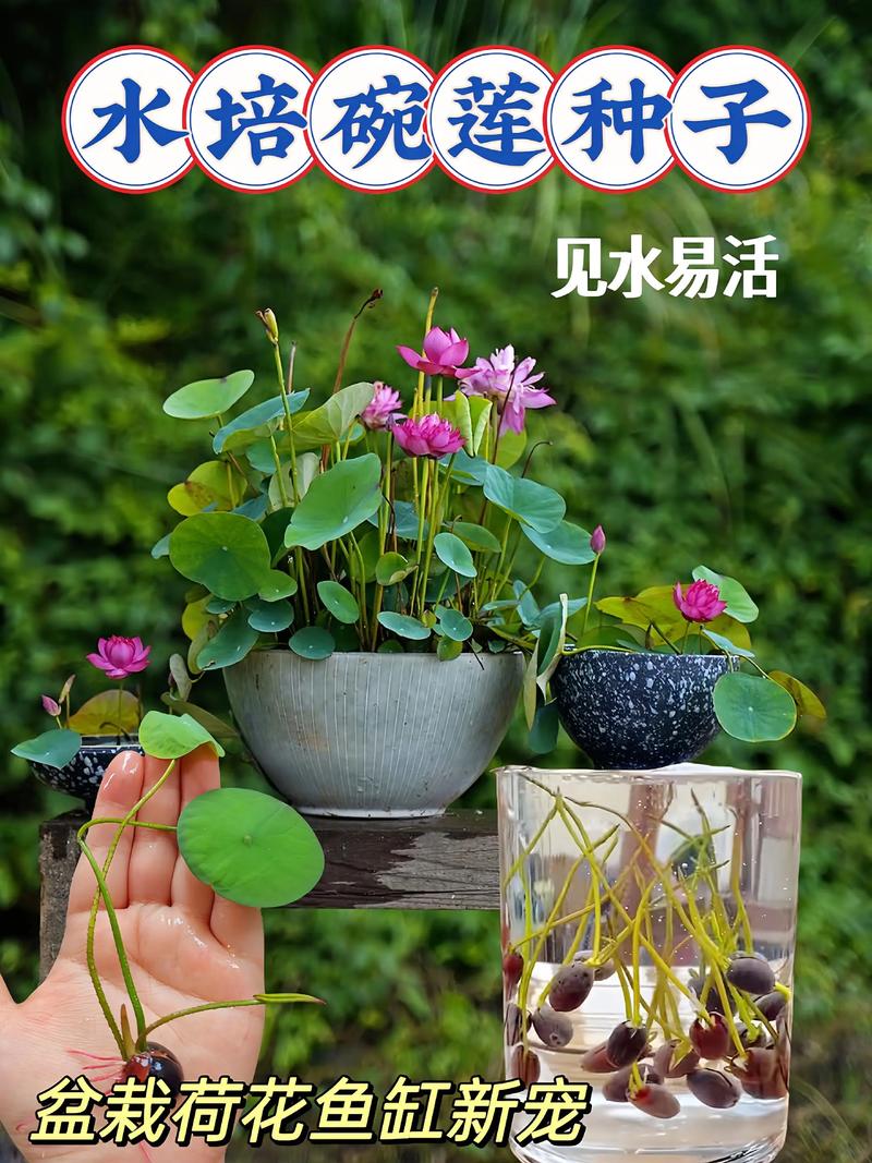 碗莲的种植方法水培全指南 碗莲的种植方法水培全指南