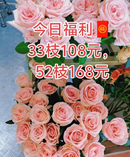 现在鲜切玫瑰多少钱？2025年价格行情参考