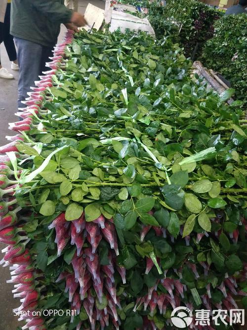 现在鲜切玫瑰多少钱?2025年价格行情参考 各因素价格区间汇总表