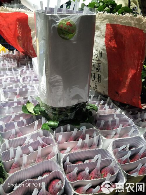 现在鲜切玫瑰多少钱?2025年价格行情参考 如何获得实时报价?咨询指南