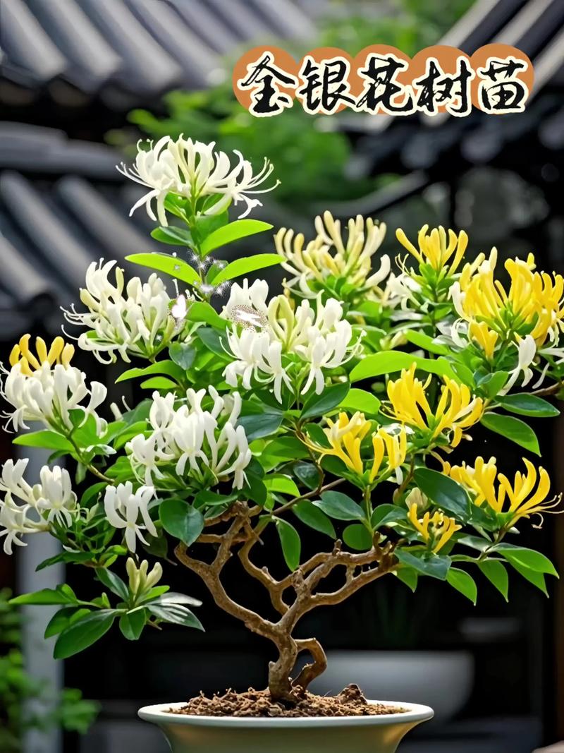 金银花是树吗?揭开它的真实身份与种植奥秘 三、那为什么有时会看到“金银花树”?