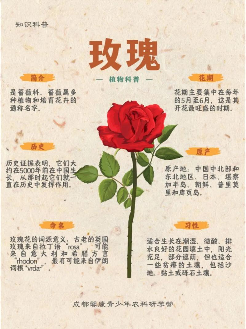 玫瑰种子价格全解析:多少钱才合理?影响因素与购买指南 季节:春秋旺季 vs 夏冬淡季,价差可达20%