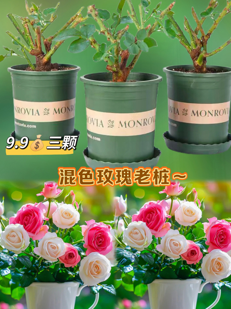 玫瑰种子价格全解析:多少钱才合理?影响因素与购买指南 运输:物流成本占比10%~30%