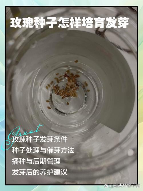玫瑰种子价格全解析:多少钱才合理?影响因素与购买指南 咨询指南
