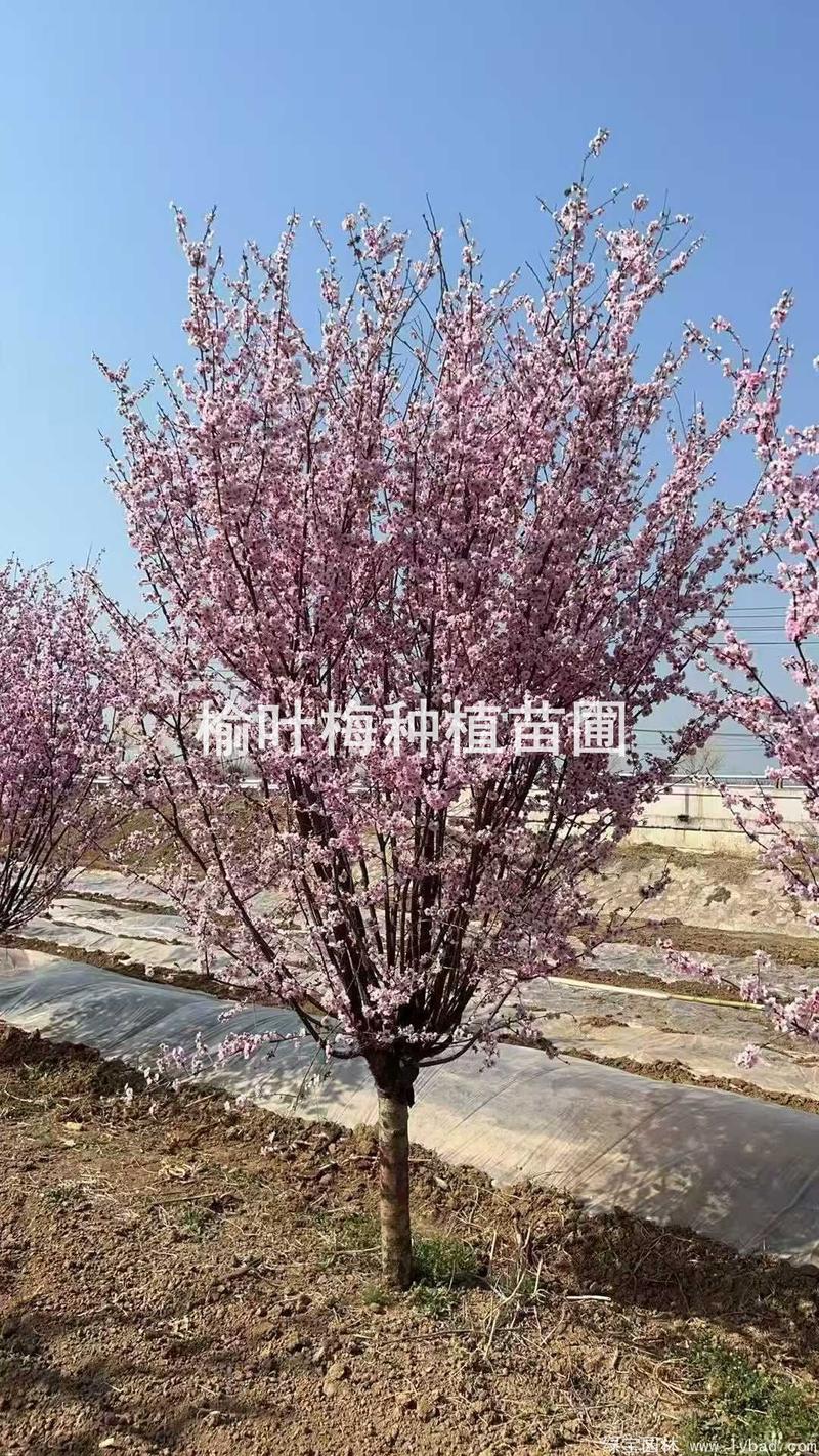 榆叶梅树苗采购全攻略:如何科学选择渠道与规避风险 第二步:品种真实性核查与规格匹配度分析