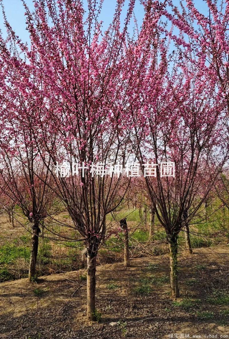 榆叶梅树苗采购全攻略:如何科学选择渠道与规避风险 第三步:根系状态评估与运输方案确认