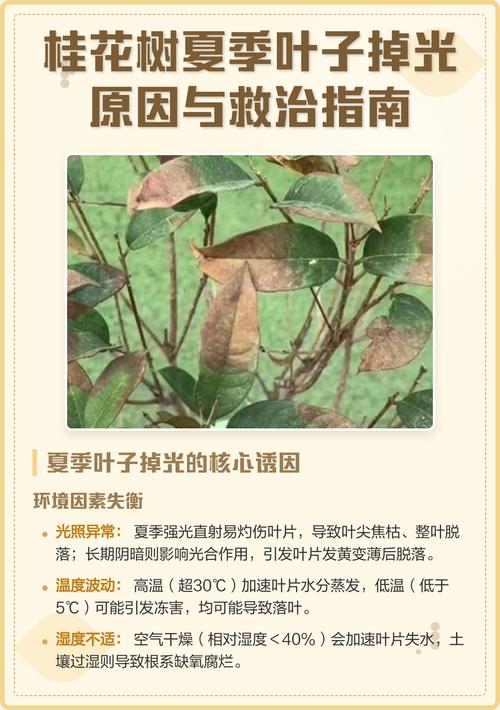 桂花树叶子干枯掉落怎么回事?常见原因与急救养护指南 二、光照与温度不适