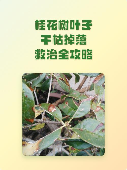 桂花树叶子干枯掉落怎么回事?常见原因与急救养护指南 三、施肥过量或浓度过高