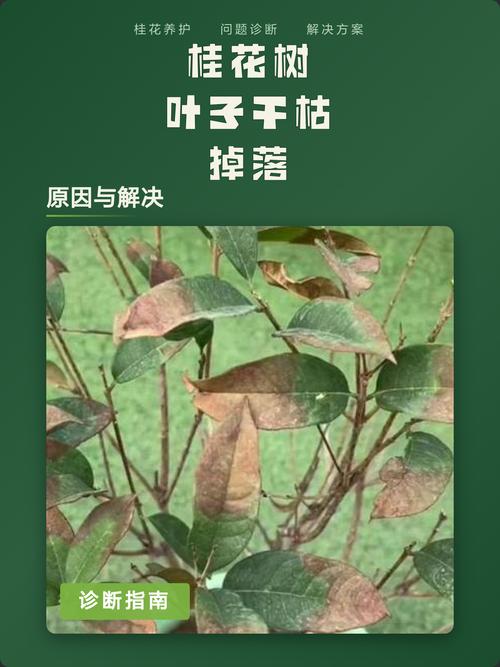桂花树叶子干枯掉落怎么回事?常见原因与急救养护指南 五、土壤板结与排水不良