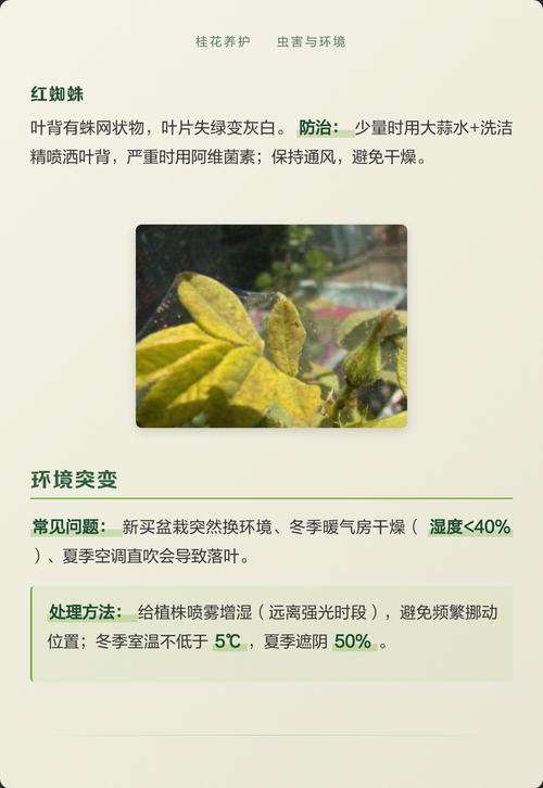 桂花树叶子干枯掉落怎么回事?常见原因与急救养护指南 四、病虫害侵扰