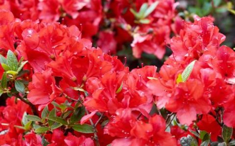 杜鹃花是什么颜色？全面解析杜鹃花的花色与品种分类