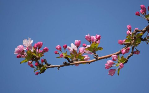 海棠花什么时候开花？全品种花期及养护指南