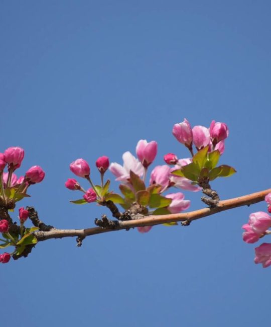 海棠花什么时候开花？全品种花期及养护指南