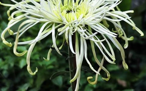 菊花品质怎么挑？从花色花期到盆栽地栽的硬核指南
