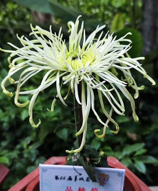 菊花品质怎么挑？从花色花期到盆栽地栽的硬核指南