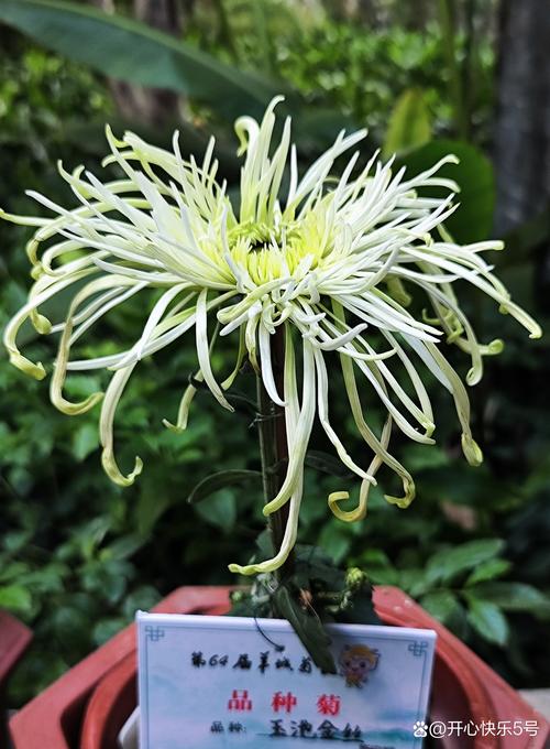 菊花品质怎么挑？从花色花期到盆栽地栽的硬核指南