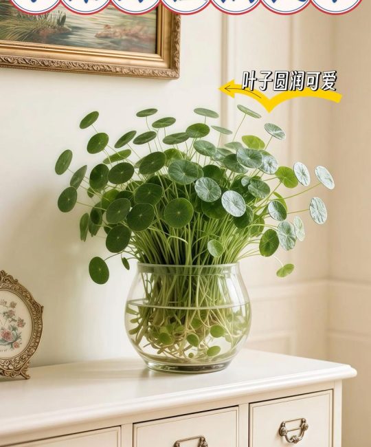 怎么土培铜钱草？从选盆到养护的完整指南，轻松养出爆盆绿植