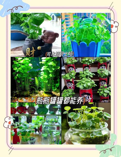 怎么土培铜钱草?从选盆到养护的完整指南,轻松养出爆盆绿植 五、土培 vs 水培,哪个更好?