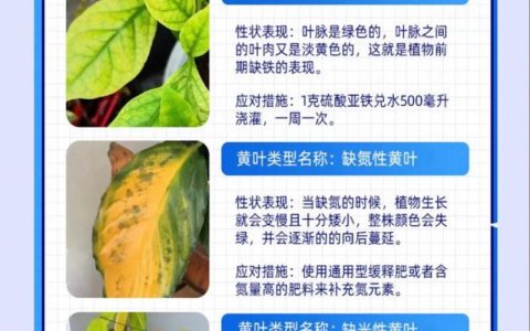 水培植物叶子发黄？四大原因诊断与解决全攻略