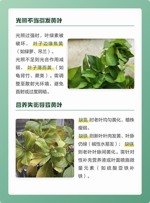 水培植物叶子发黄?四大原因诊断与解决全攻略 处理办法