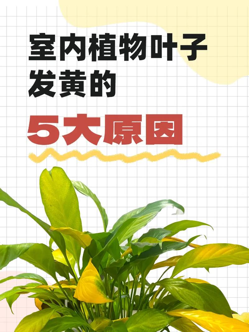水培植物叶子发黄?四大原因诊断与解决全攻略 预防建议