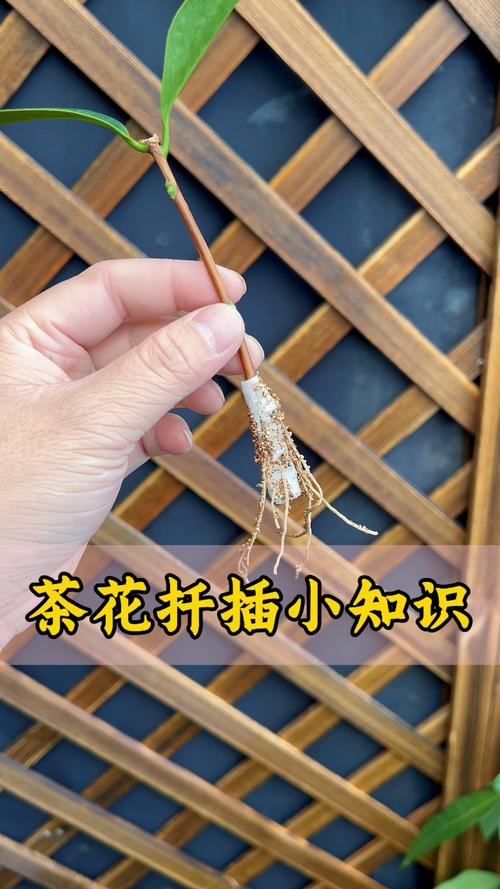 茶花能插活吗?从扦插到开花全攻略 修剪促花系统指导