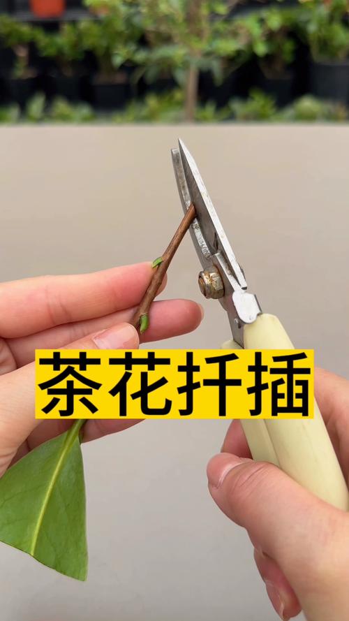 茶花能插活吗?从扦插到开花全攻略 越冬与越夏管理
