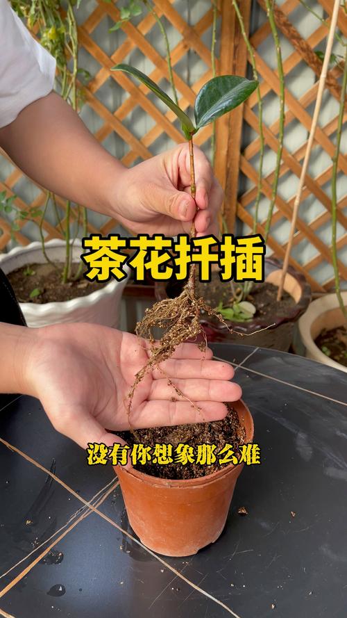 茶花能插活吗?从扦插到开花全攻略 盆栽/地栽选择决策