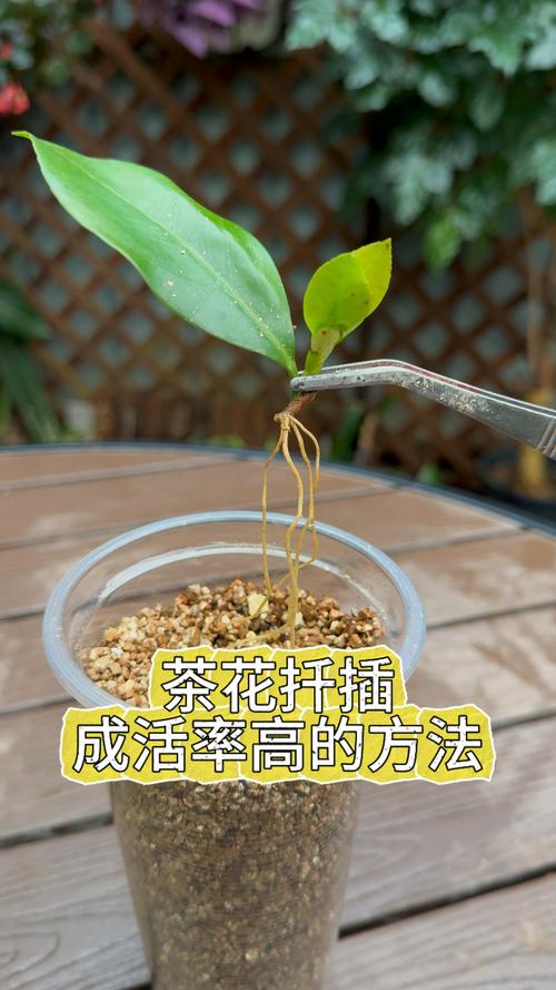 茶花能插活吗?从扦插到开花全攻略 总结:核心可执行动作三条